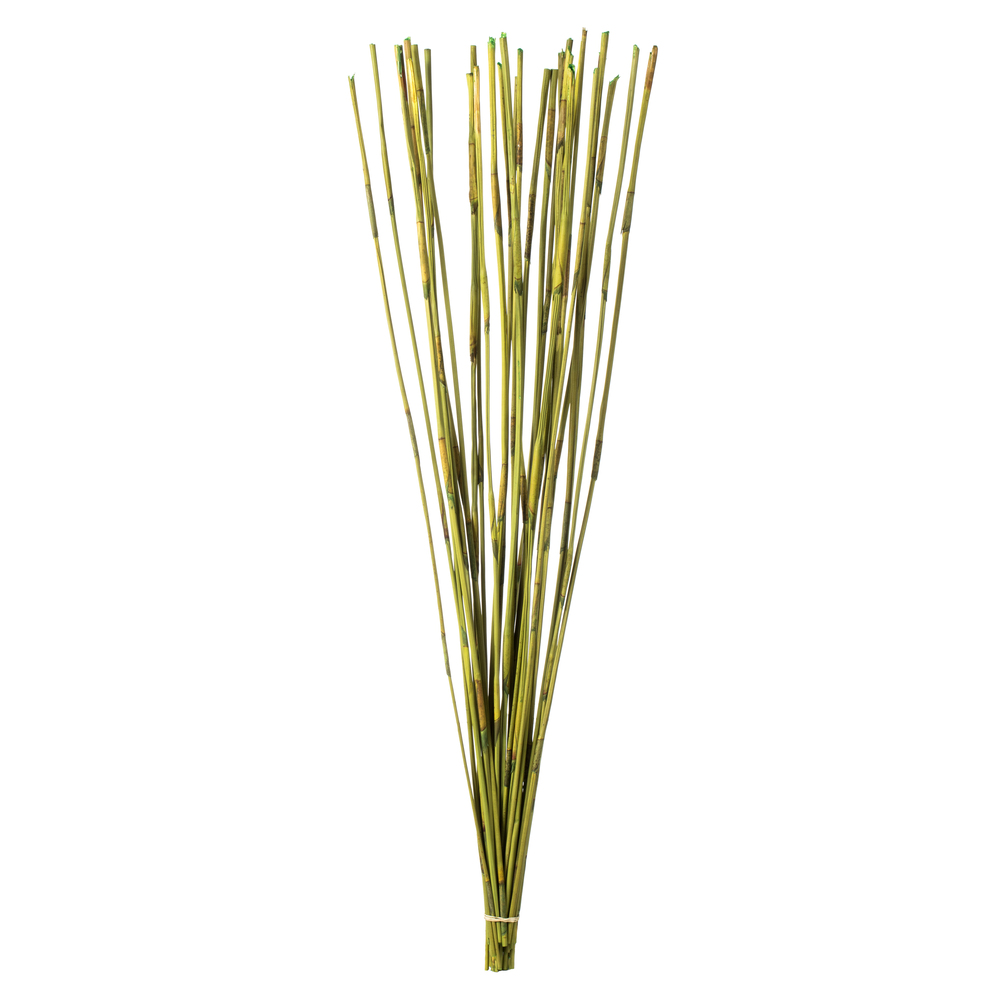 Vickerman 40" Elephant Reed, Dried