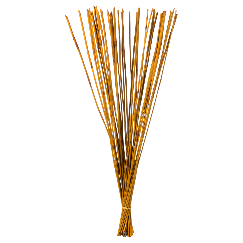 Vickerman 40" Elephant Reed, Dried