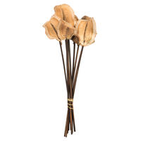 Vickerman Frogs Mouth Pod, Dried 9/Pk