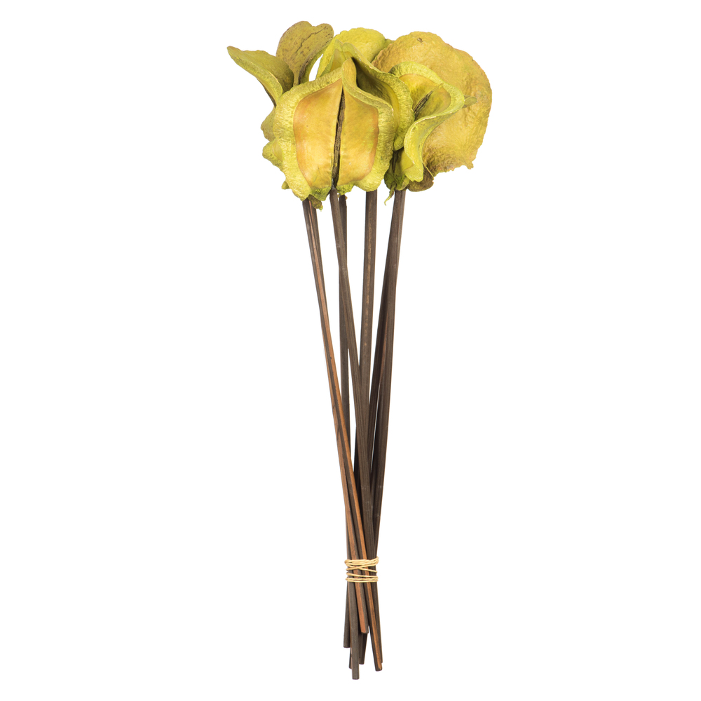Vickerman Frogs Mouth Pod, Dried 9/Pk