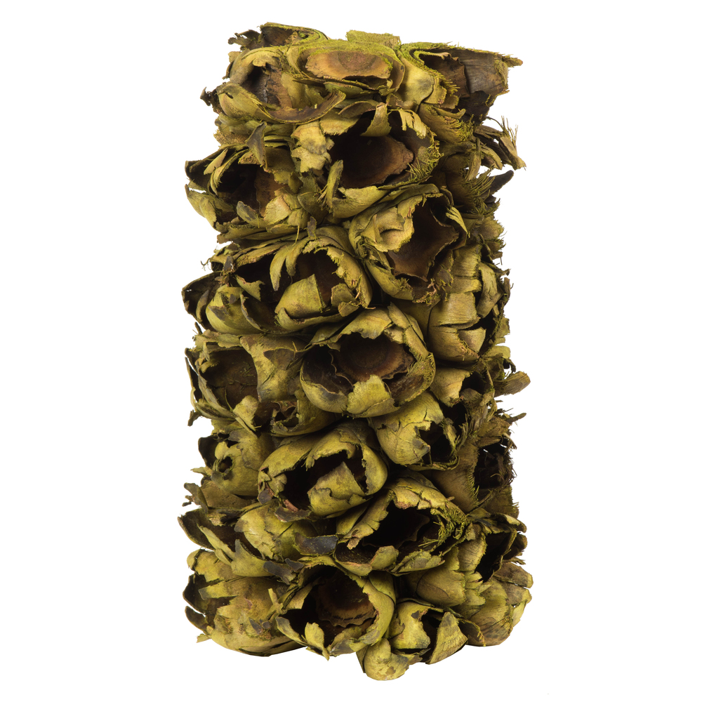 Vickerman Giant Seed Pod Segment, Dried
