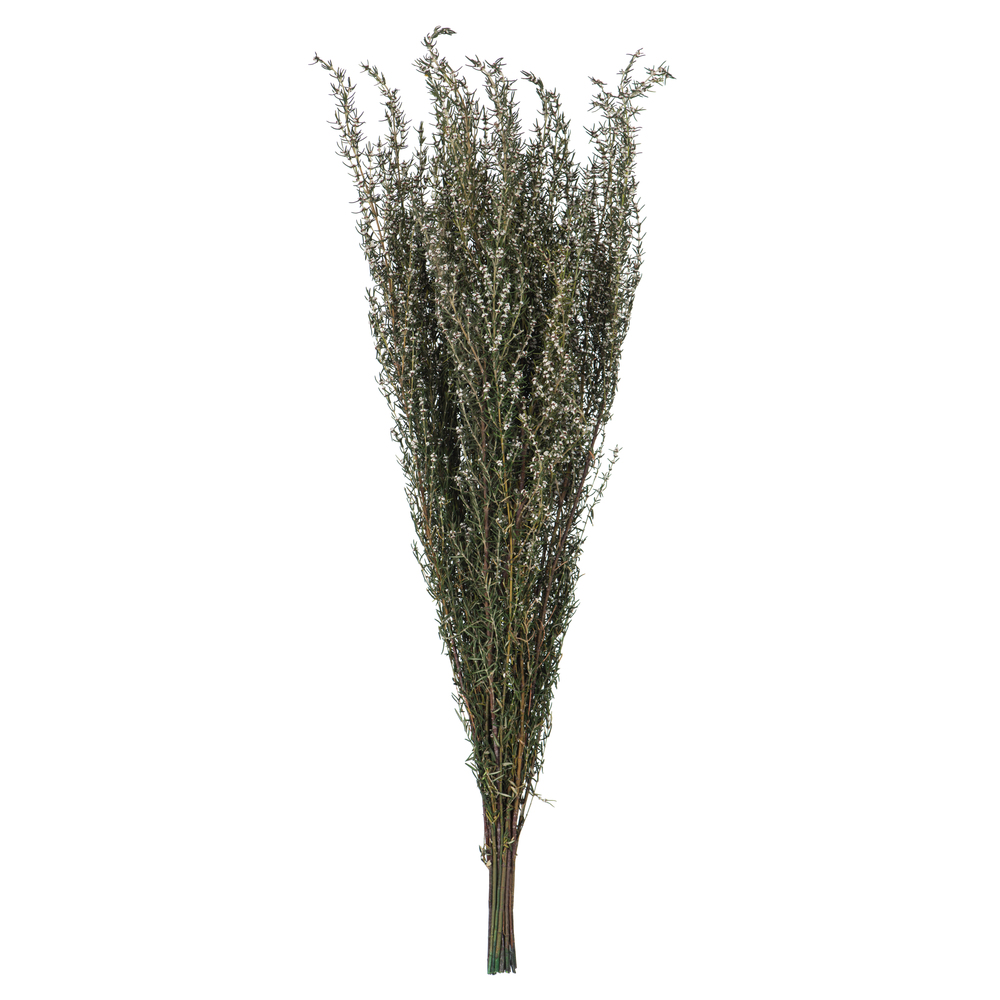 Vickerman 22"-26" Grabia Bundle, Preserved