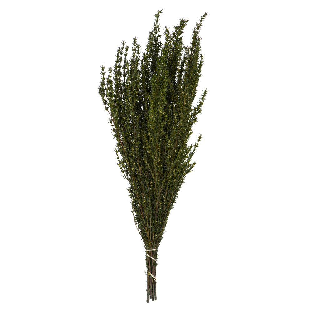 Vickerman 22"-26" Grabia Bundle, Preserved