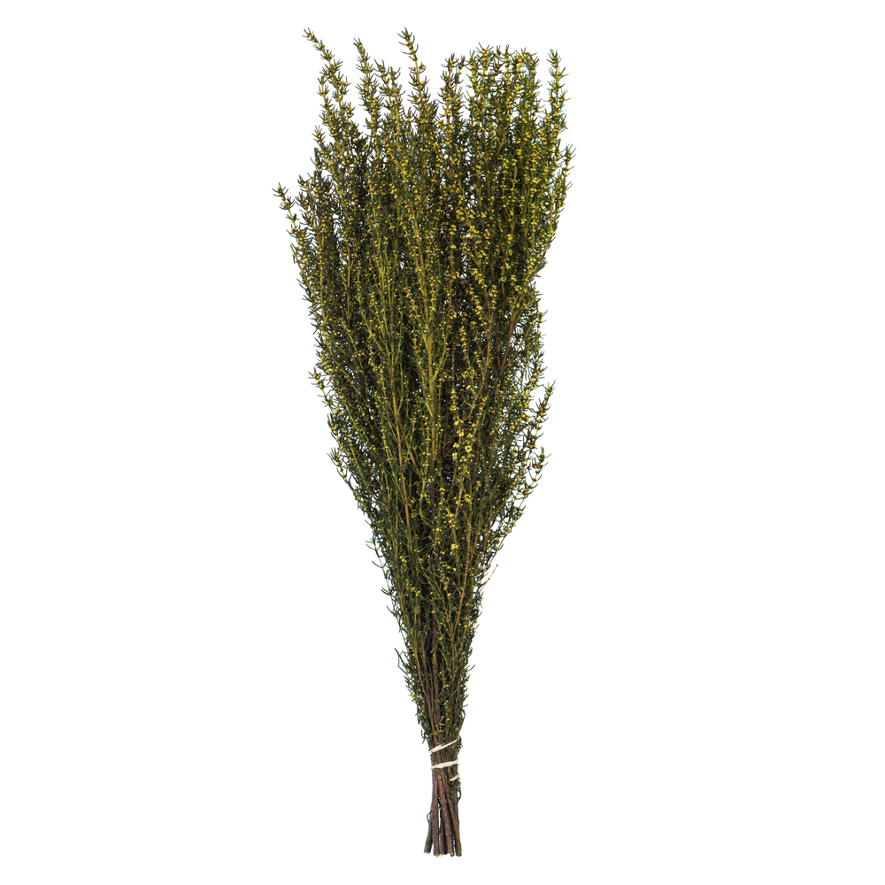 Vickerman 22"-26" Grabia Bundle, Preserved
