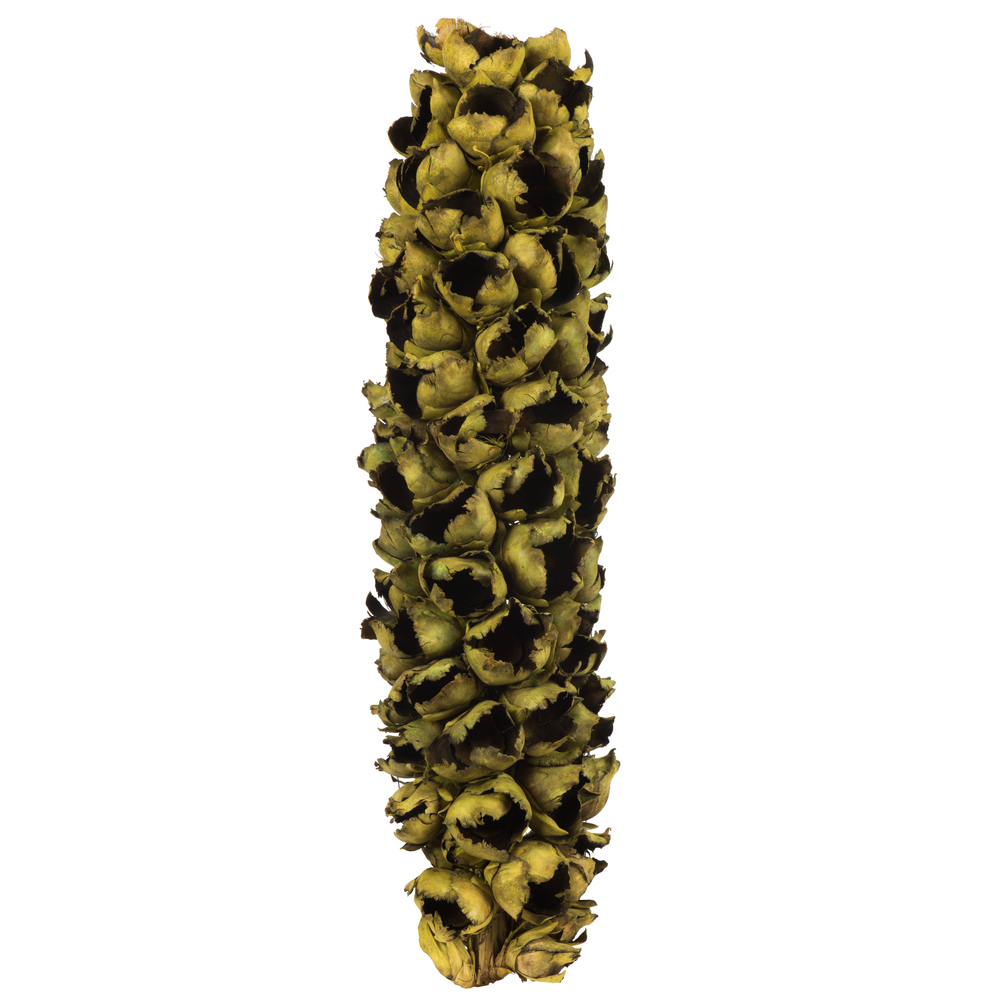 Vickerman Natural Giant Seed Pod Segment, Dried