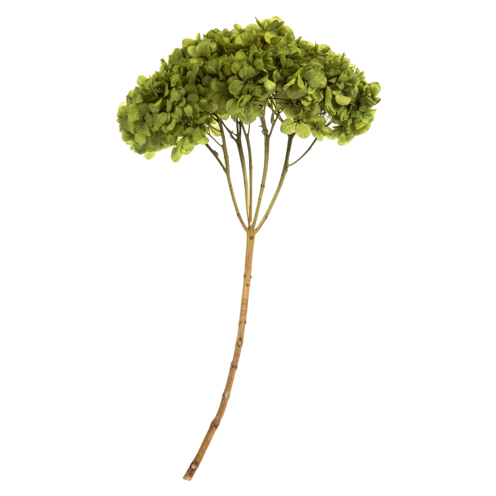 Vickerman Natural Botanicals 15” Hydrangea with Multiple Branch Segments, Preserved