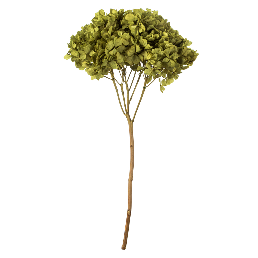 Vickerman Natural Botanicals 15” Hydrangea with Multiple Branch Segments, Preserved