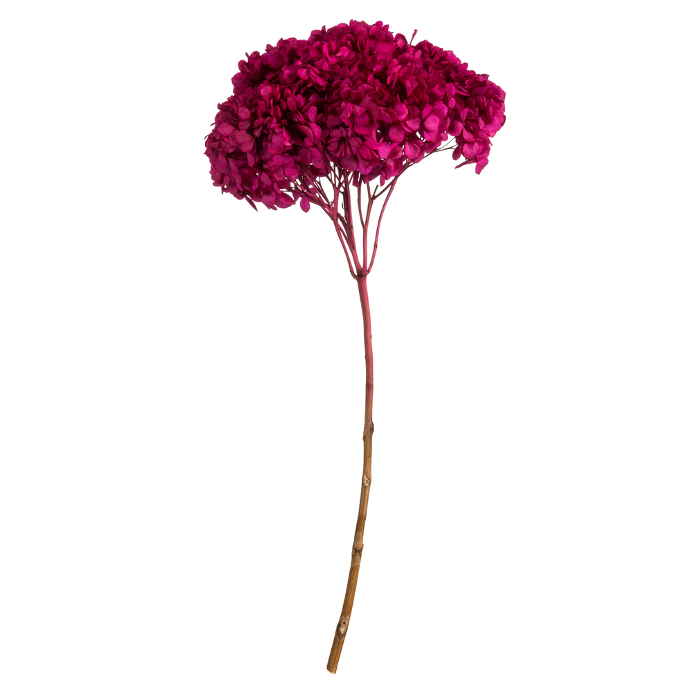 Vickerman Natural Botanicals 15” Hydrangea with Multiple Branch Segments, Preserved