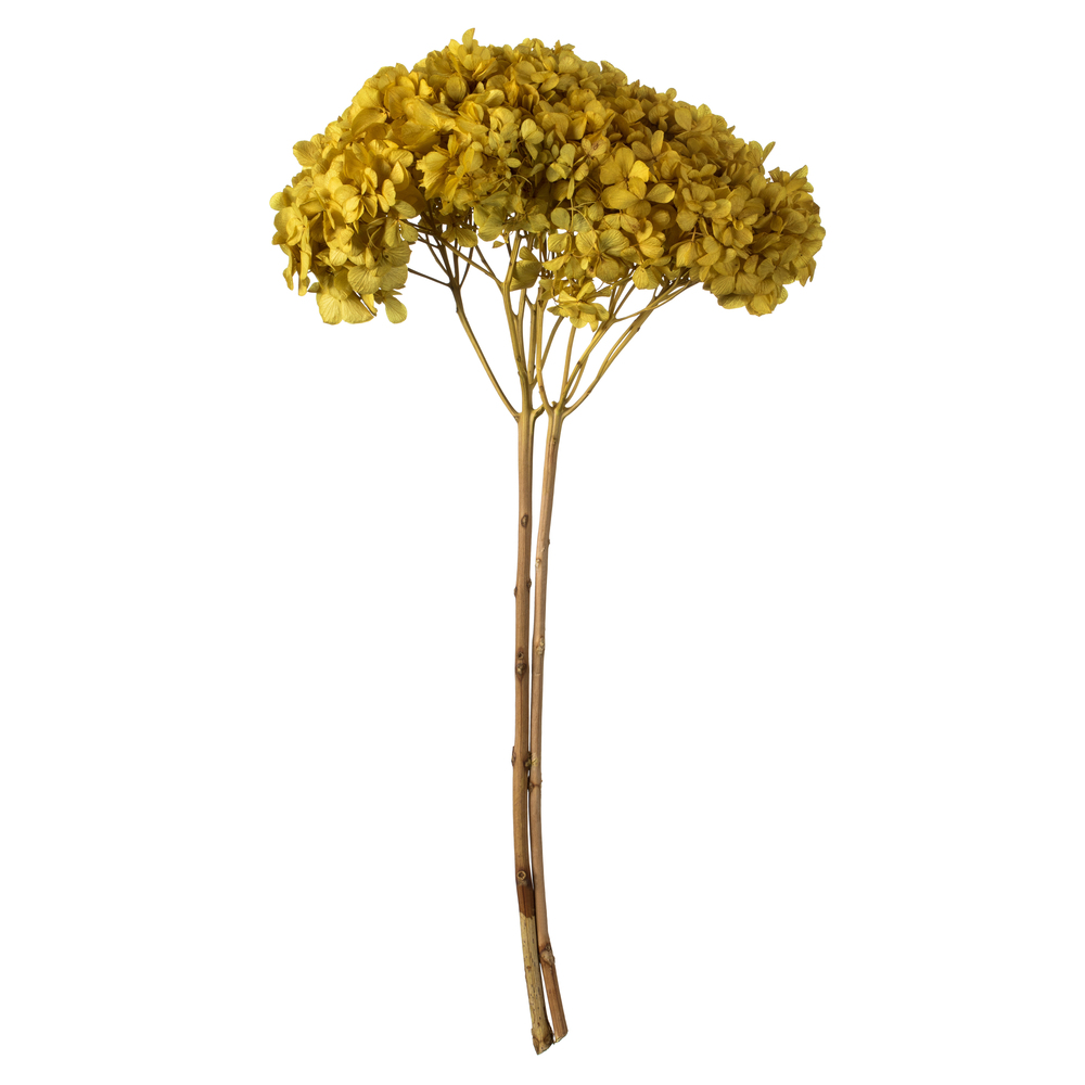 Vickerman Natural Botanicals 15” Hydrangea with Multiple Branch Segments, Preserved