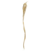 Vickerman 36-38" Sea Kelp, Dried