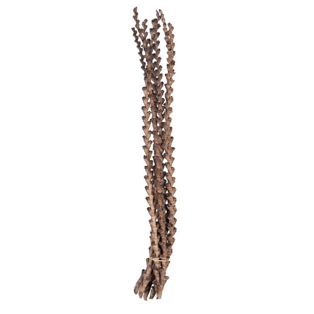32-36" Natural Ladder Branches - 7/Pk