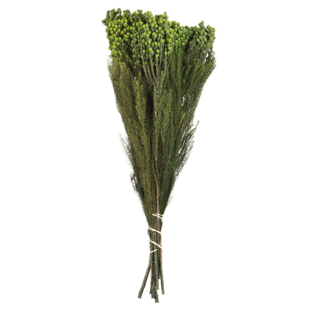 12-15" Green Lanuginosa 5-6oz Bundle
