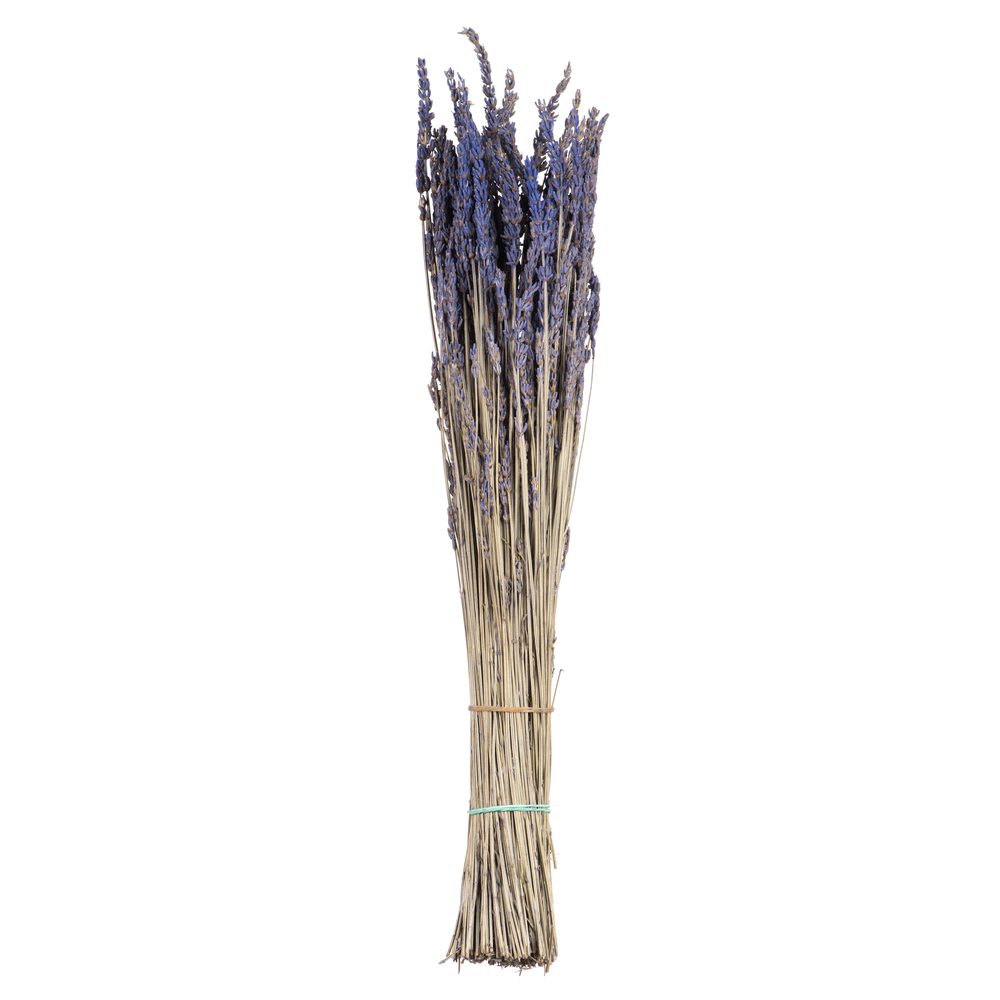 12"-18" Lavender Bundle -  4oz