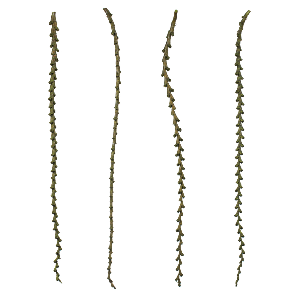 Vickerman Ladder Branches, Dried