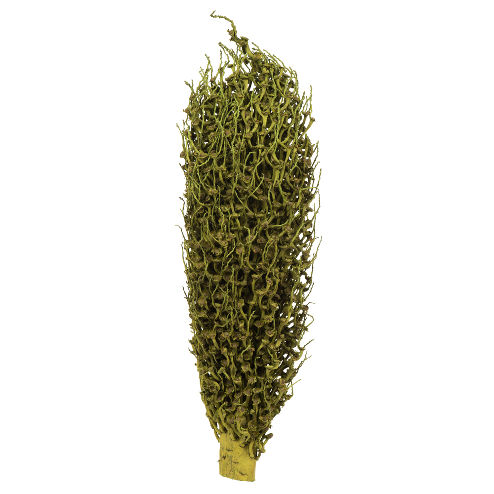 Vickerman Olympia Seed Pod, Dried