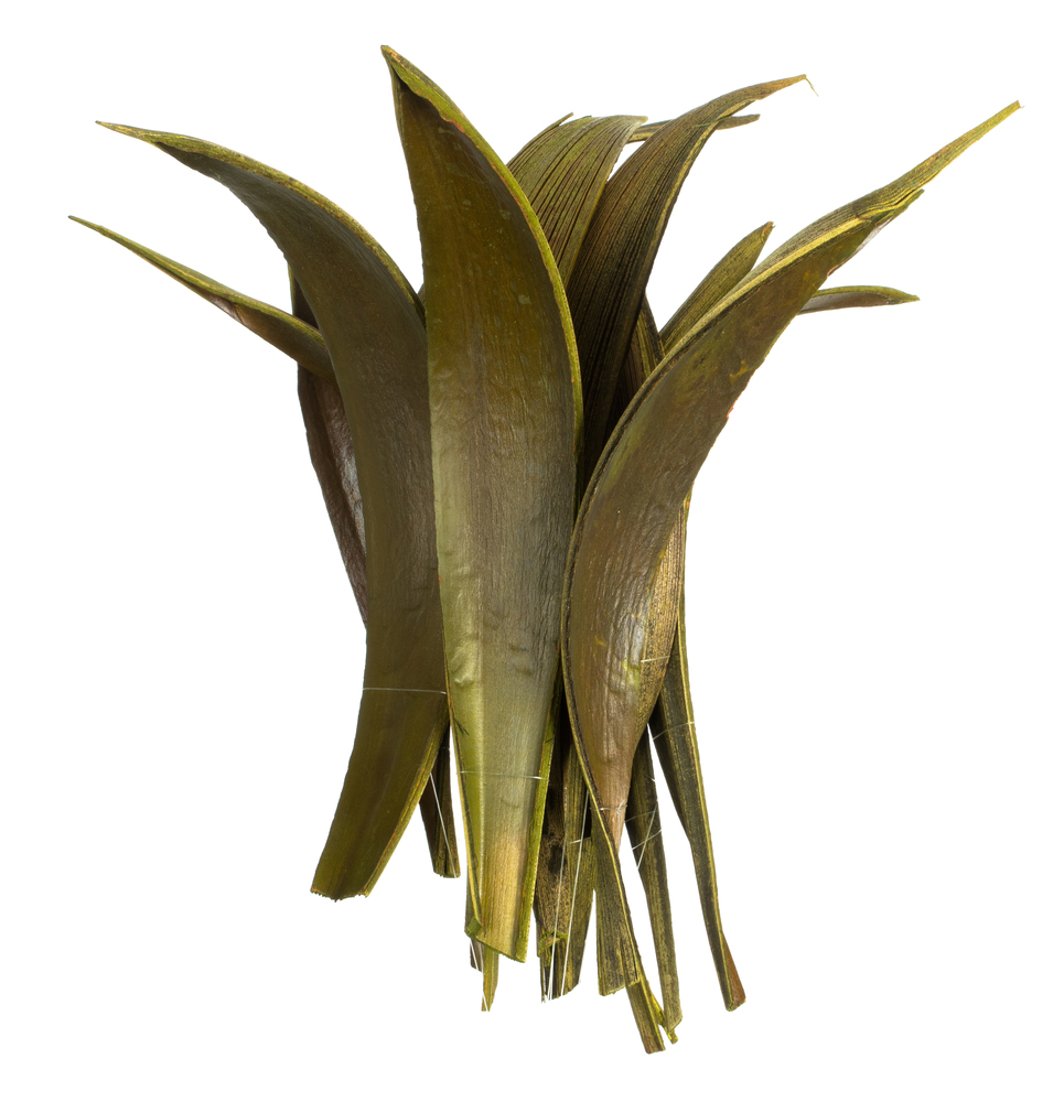 Vickerman Palm Paddles, Dried