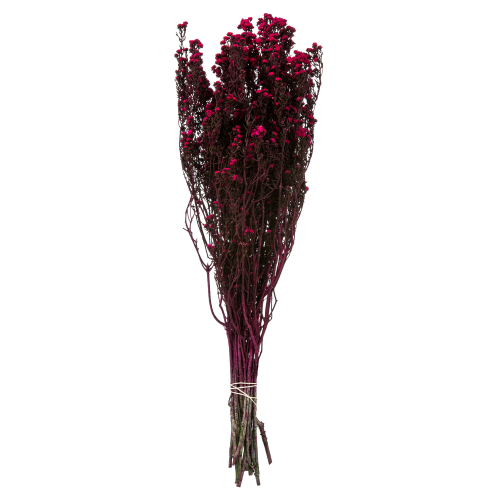 Vickerman 12-22" Natural Phylica Bundle, Preserved