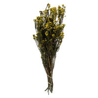 Vickerman 12-22" Natural Phylica Bundle, Preserved