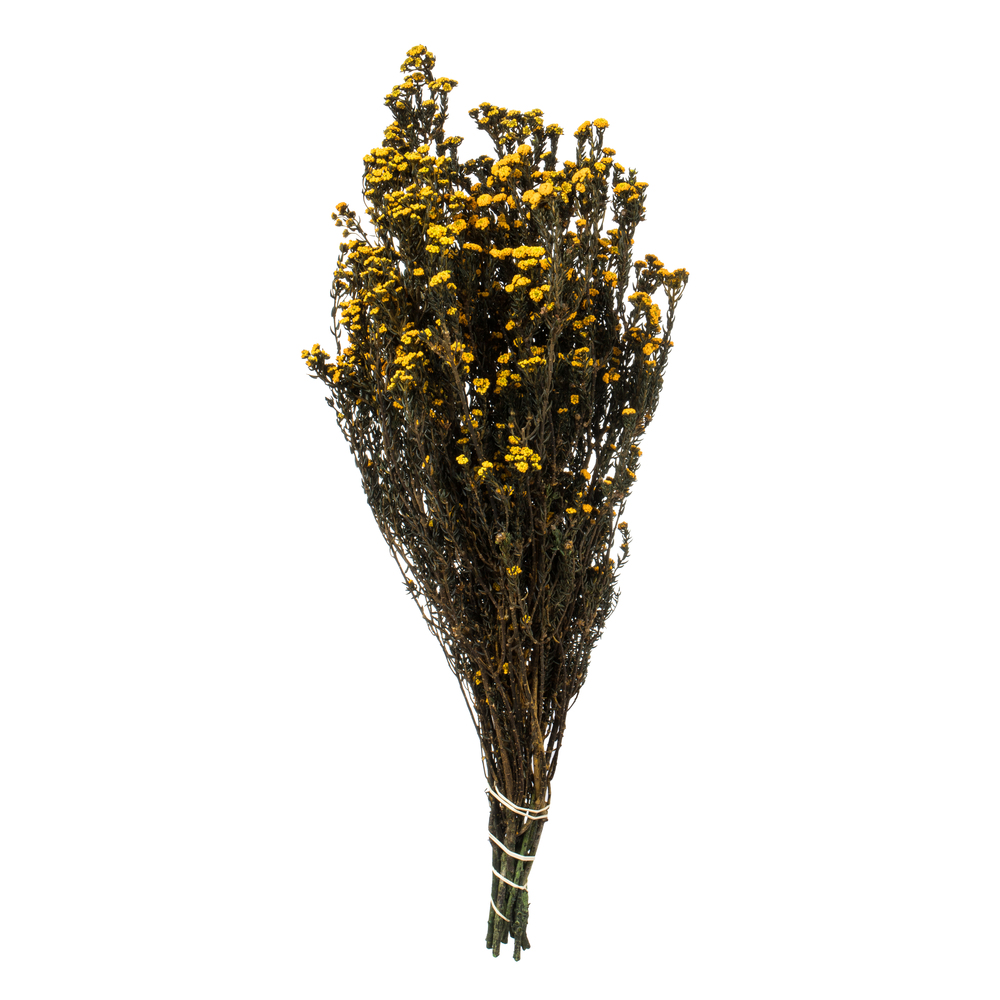 Vickerman 12-22" Natural Phylica Bundle, Preserved