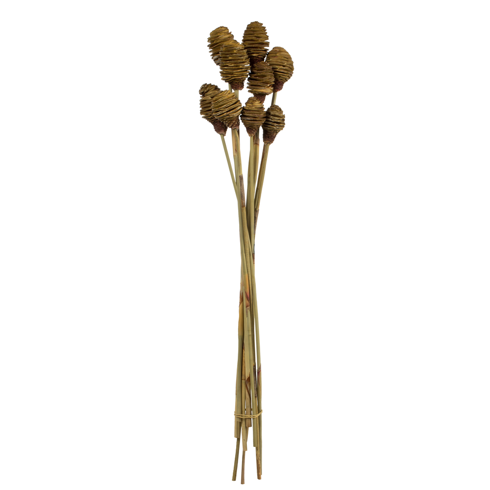 Vickerman Platy Cone attached to a Reed Stem, Dried