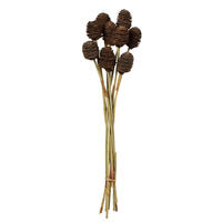 Vickerman Platy Cone attached to a Reed Stem, Dried