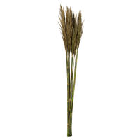 Vickerman 36"-40" Plume Reed Bundle, Preserved