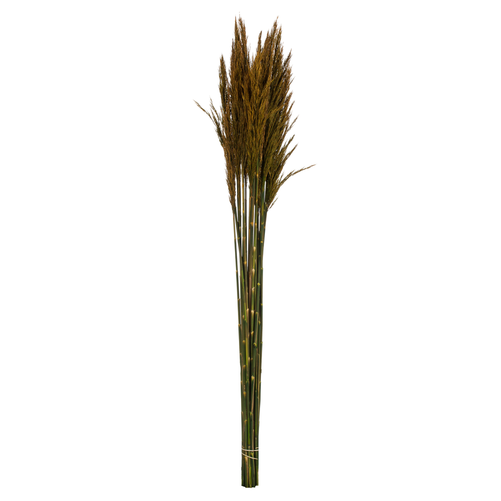 Vickerman 36"-40" Plume Reed Bundle, Preserved