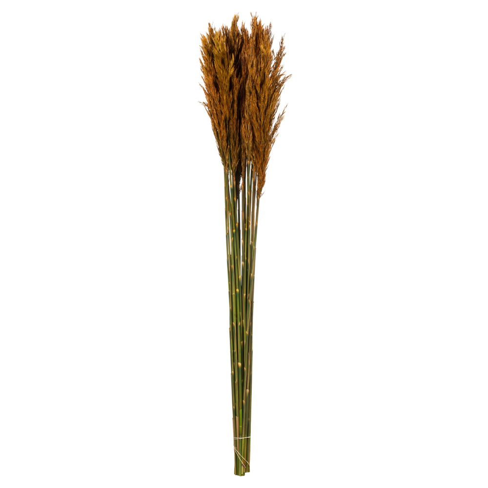 Vickerman 36"-40" Plume Reed Bundle, Preserved