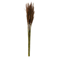 Vickerman 36"-40" Plume Reed Bundle, Preserved