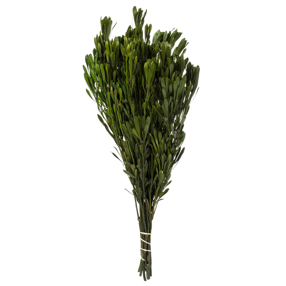 Vickerman Spring Platys Foliage Bundle, Preserved