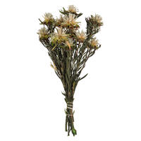 Vickerman 8"-20" Plumosum Bundle, Female, Preserved
