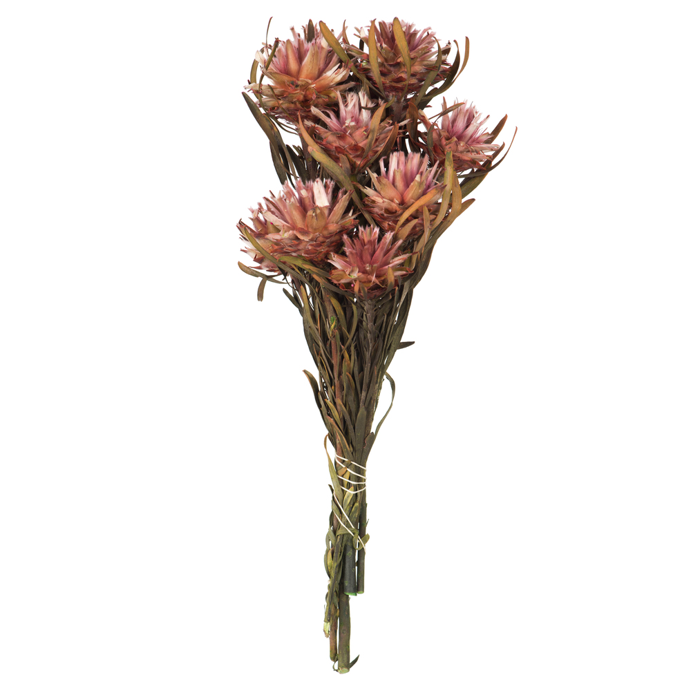Vickerman 8"-20" Plumosum Bundle, Female, Preserved