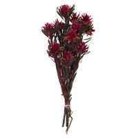 Vickerman 8"-20" Plumosum Bundle, Female, Preserved