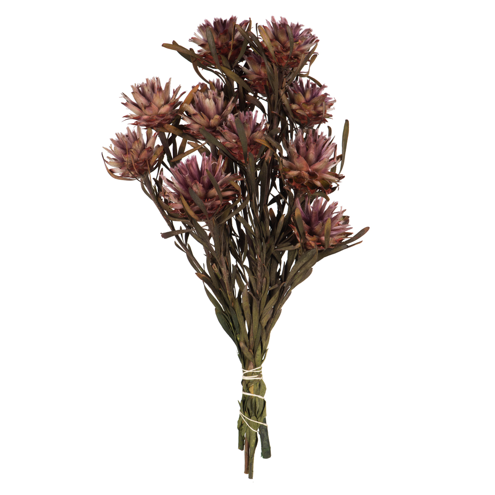 Vickerman 8"-20" Plumosum Bundle, Female, Preserved