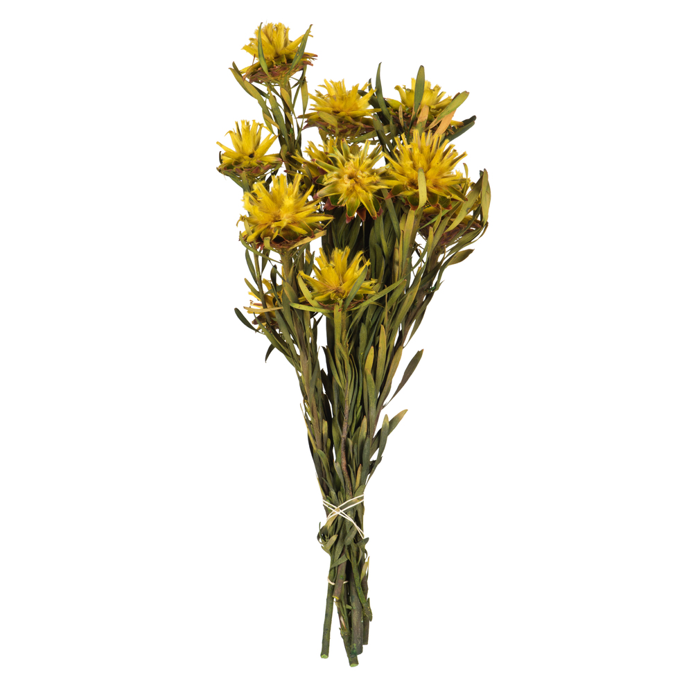 Vickerman 8"-20" Plumosum Bundle, Female, Preserved
