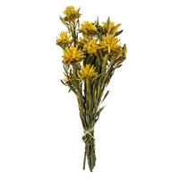 Vickerman 8"-20" Plumosum Bundle, Female, Preserved