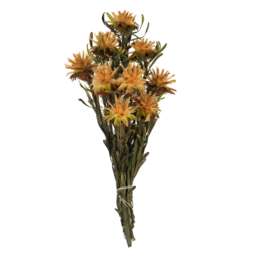 Vickerman 8"-20" Plumosum Bundle, Female, Preserved