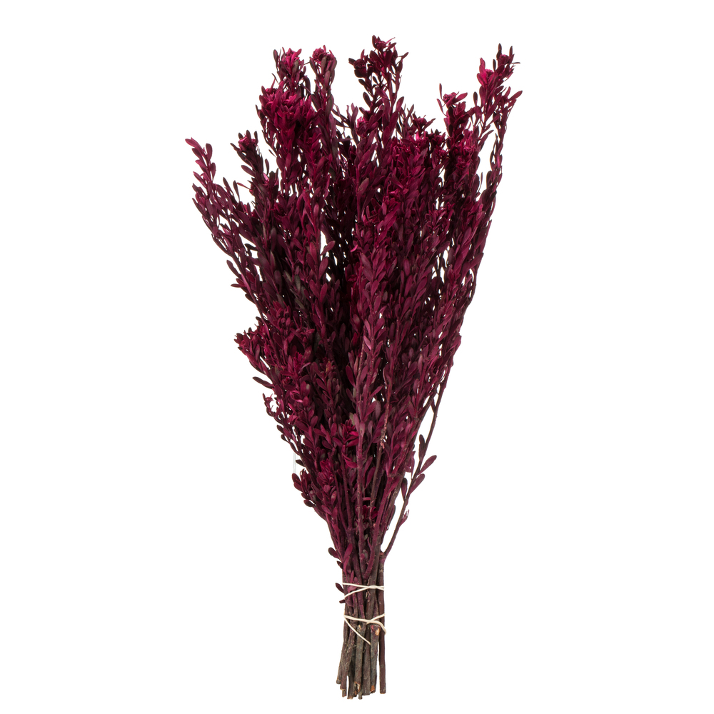 Vickerman 18-20" Pubescens Bundle, Preserved 5oz