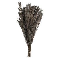 Vickerman 18-20" Pubescens Bundle, Preserved 5oz