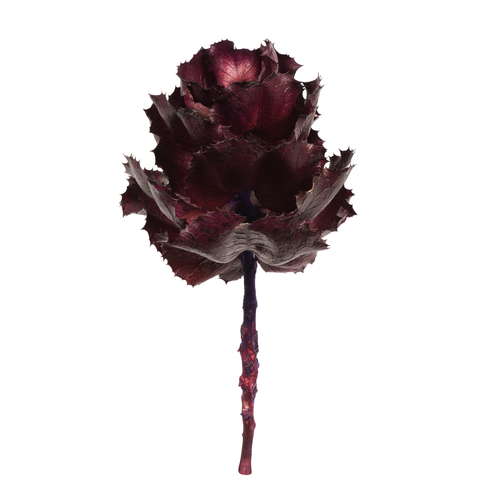 Vickerman 8" Queen Flower Stem, Dried