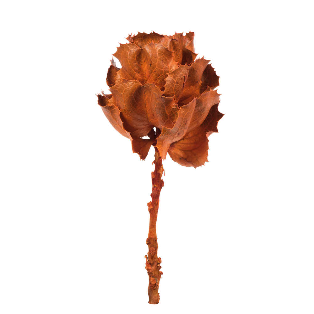 Vickerman 8" Queen Flower Stem, Dried