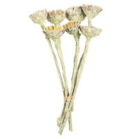 Vickerman Rosette Compacta Stem, Dried 7/Bu