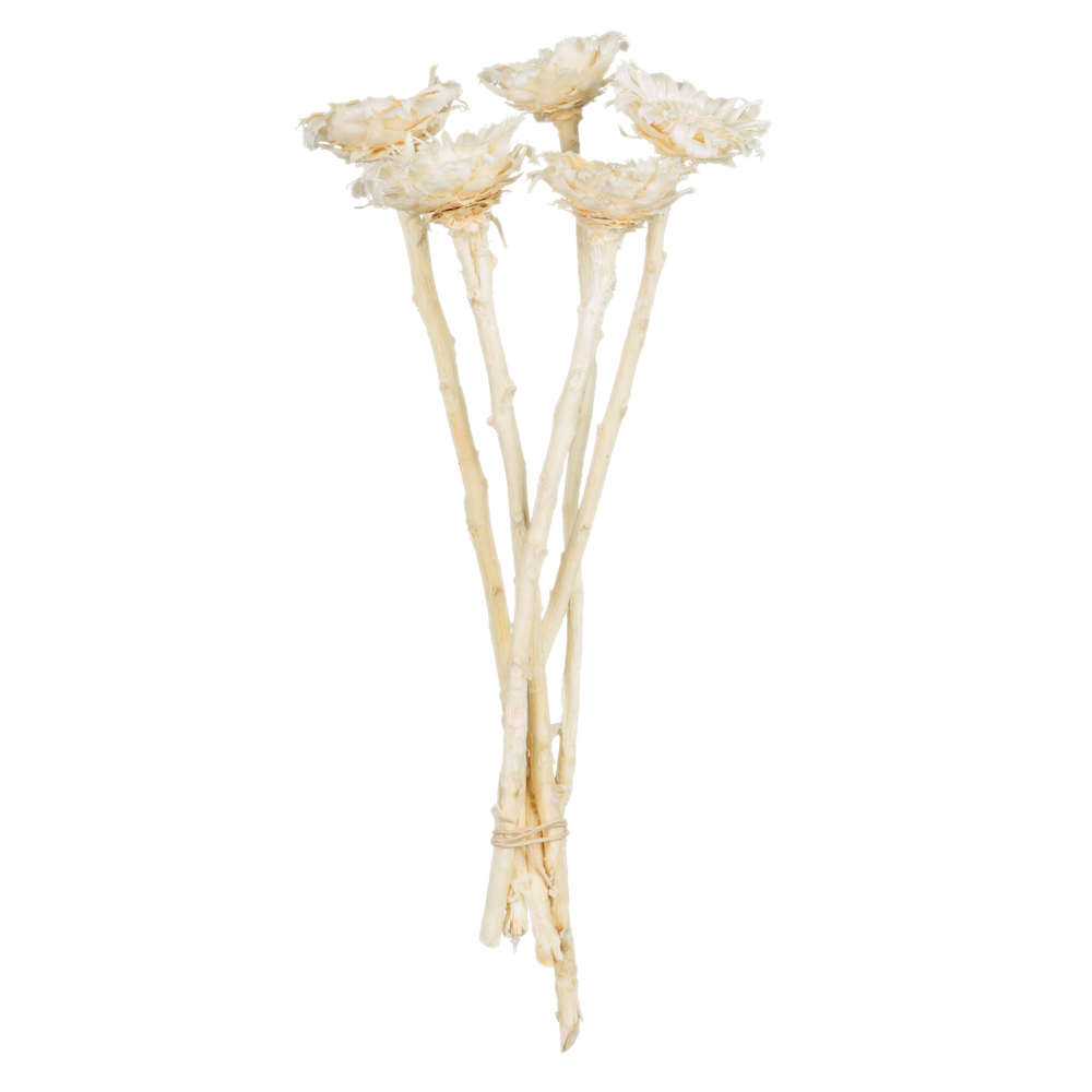 Vickerman Rosette Compacta Stem, Dried 7/Bu