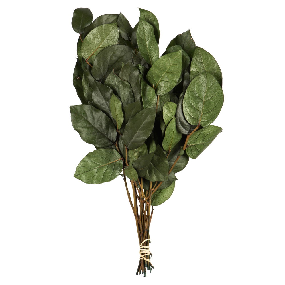 Vickerman 16-22" Natural Botanicals Salal Foliage Bunch