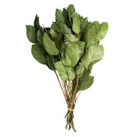 Vickerman 16-22" Natural Botanicals Salal Foliage Bunch