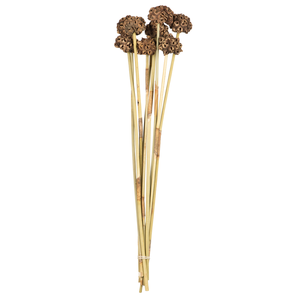 Vickerman 18-24" Natural Spider Knobs on Reed Stem