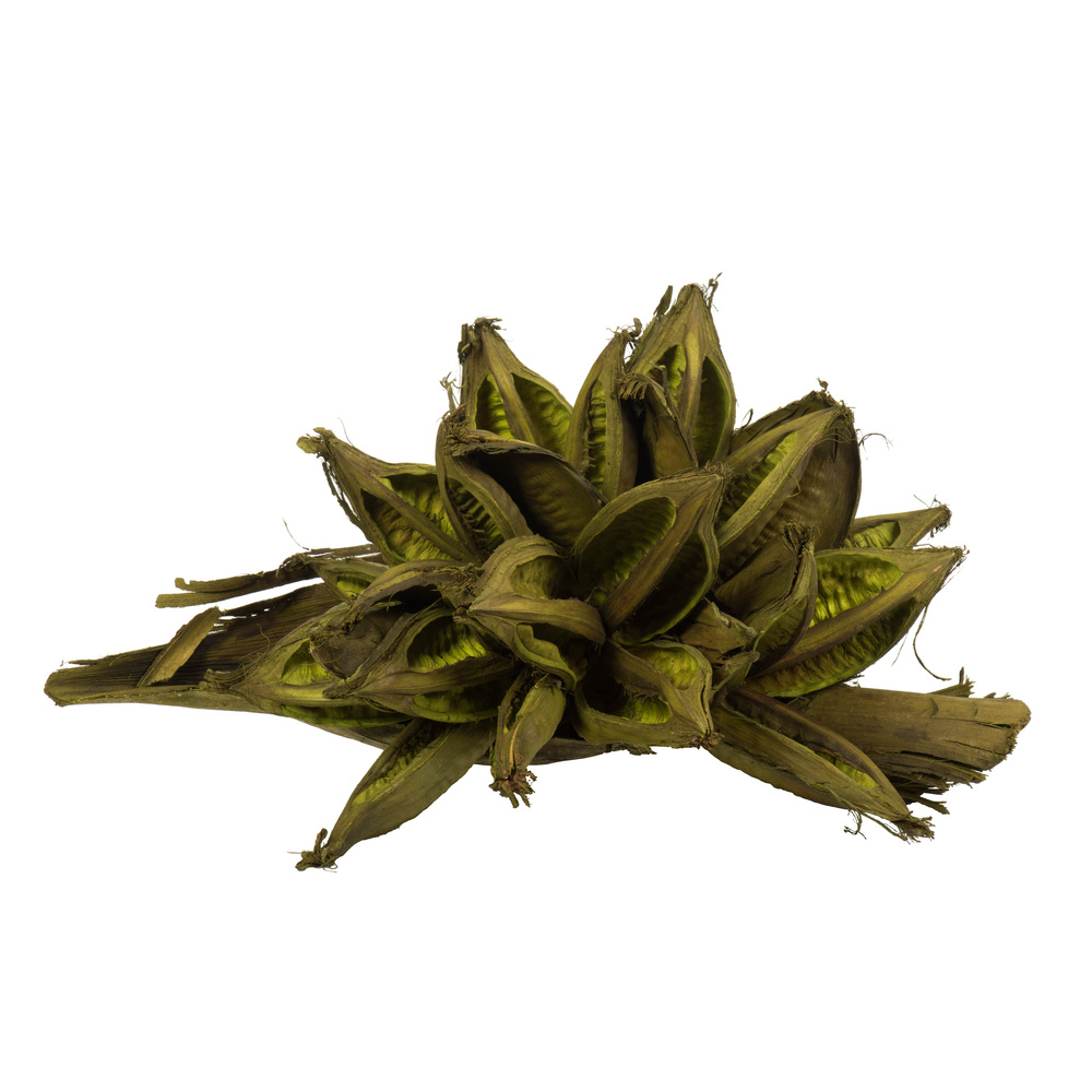 Vickerman 6" Star Pod, Dried