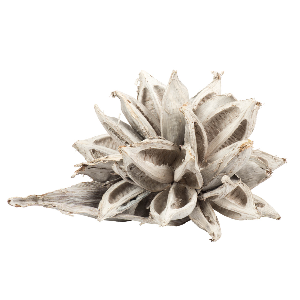 Vickerman 6" Star Pod, Dried