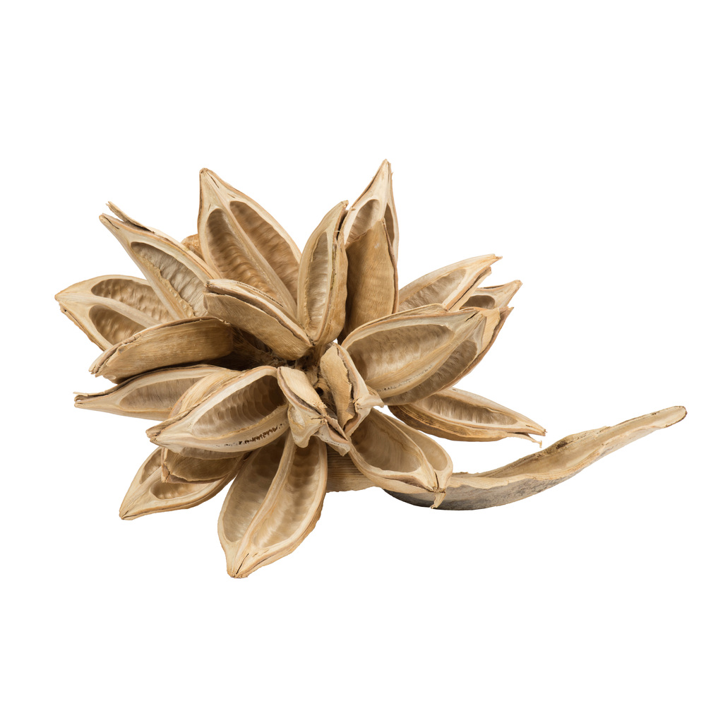 Vickerman 6" Star Pod, Dried