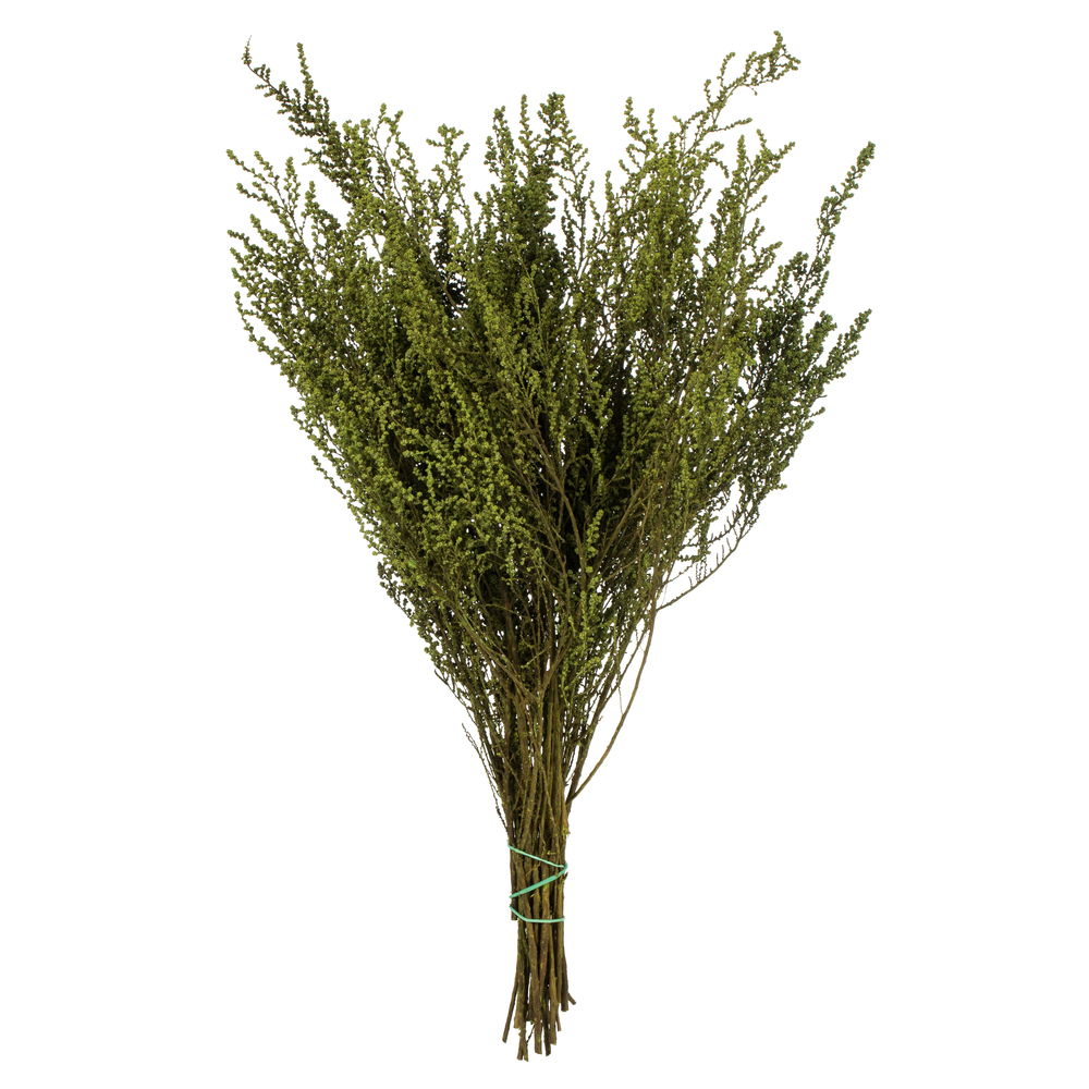 Vickerman 14"-18" Stoebe Bundle, Preserved